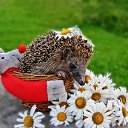 �������� �� ������� ���� ����������