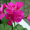 ���� Victor, ������� - ��������� 7 ������� 2014 � ������ ���� ����������