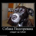 ���� �������, ���������, 37 ��� - ��������� 8 ������ 2014 � ������ ���� ����������
