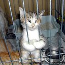 ���� �����, ������ - ��������� 17 ������� 2014 � ������ �animals�