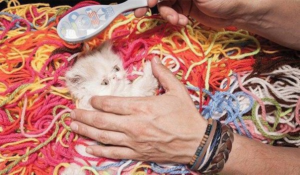 Джизес Сигура фотографирует своего кота по имени Наполеон и делает причудливые фотоколлажи с его ... - 4