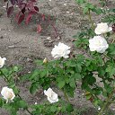 ���� �������, ����, 105 ��� - ��������� 19 ������� 2014 � ������ �������� 2014�