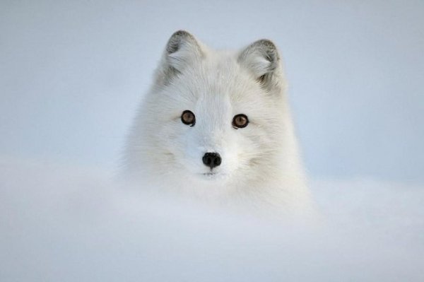    ? #animal@travel.blog - 8