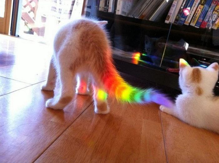 Nyan Cat