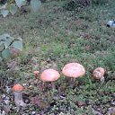 ���� ������, �������, 70 ��� - ��������� 31 ������� 2014 � ������ ���� ����������