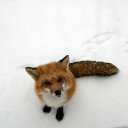 ���� �micier, �����, 49 ��� - ��������� 6 ������� 2014 � ������ ������ ��������