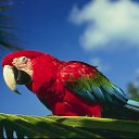 ���� �����, ������ - ��������� 17 ������� 2014 � ������ �animals�