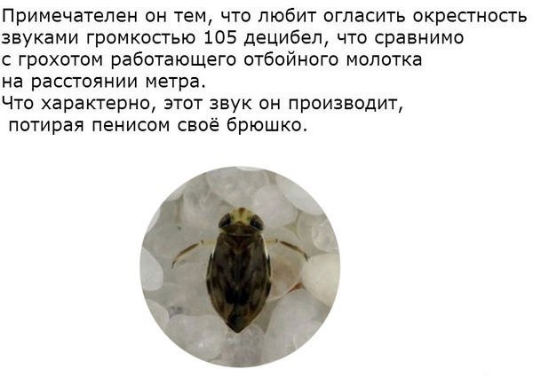       Micronecta scholtzi,     