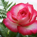 ���� Serg, ������, 66 ��� - ��������� 29 ������ 2014 � ������ ���� ����!!!�