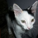     !!!,  , 63  -  31  2014    