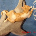 ���� �� ������� �������