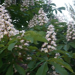 ���� Zolotinka, ������� - ��������� 4 ������ 2014