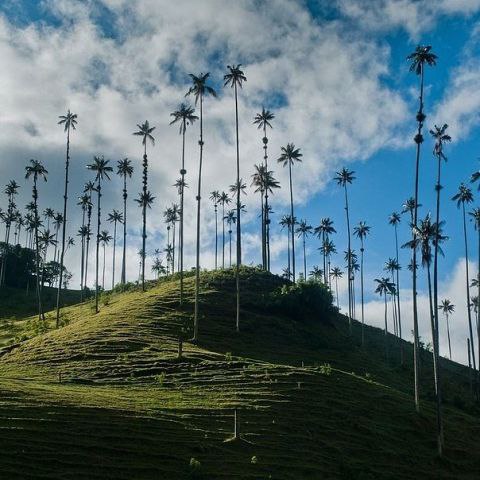     -   (Valle de Cocora), .  (Valle de ...