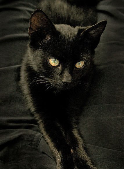 black kitty :3 - 2