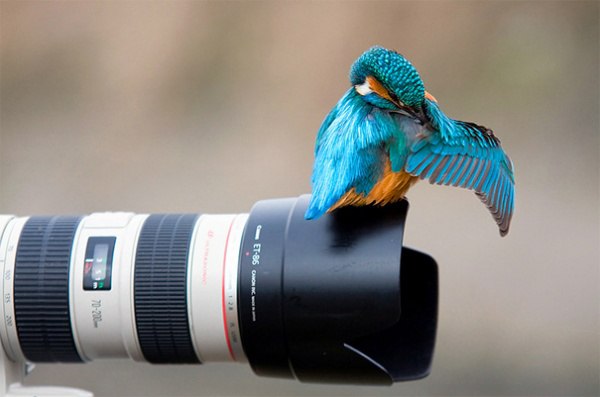 Просто звери.40 самых удачных фотографий животных, сделанных в нужный момент.Фотосъемка животных ... - 35