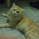 ���� �������, ������, 45 ��� - ��������� 17 ������ 2014 � ������ ���� ����������