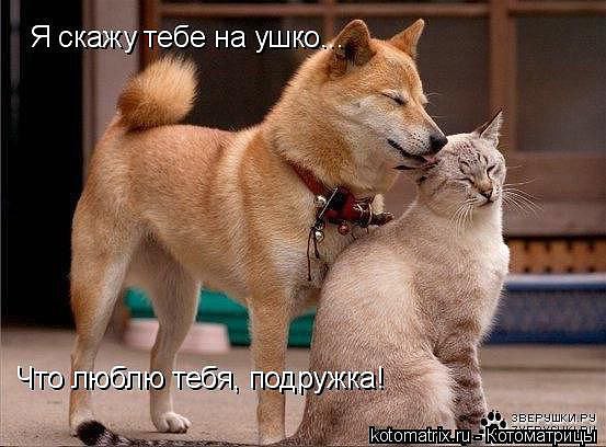 Наши любимцы :3 - 30 октября 2014 в 14:24