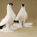  Jamshed, , 50  -  3  2015