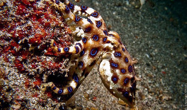   (Blue ringed octopus  Hapalochlaena lunulata)     (3-5 ), ...