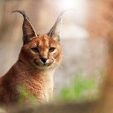 ���� ���, �����������, 45 ��� - ��������� 23 ������� 2015 � ������ ���� ����������