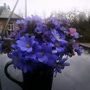 ���� �������, �����-���������, 71 ��� - ��������� 13 ������ 2015 � ������ ������ ��������