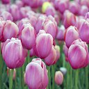 ���� ��������, ������ - ��������� 1 ����� 2015 � ������ ������ ��������