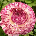 ���� �����, ������ - ��������� 7 ������ 2015 � ������ ������ ��������