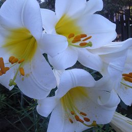 ���� ������, ������ �������� - ��������� 14 ������ 2015