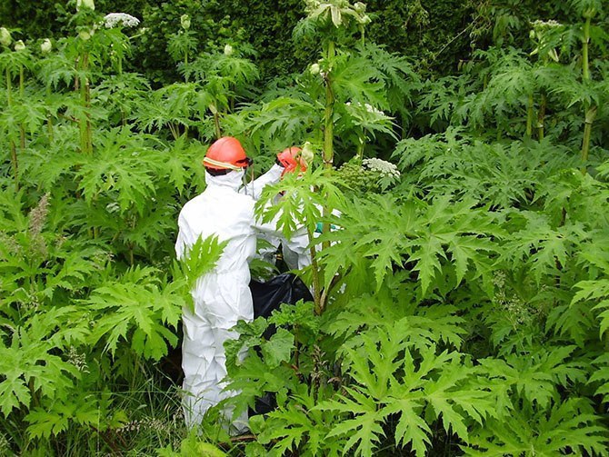 Борщевик Мантегацци (Giant Hogweed).Как и у всех порядочных растений, у Борщевика Мантегацци есть ...