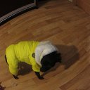 ���� �������, �����, 62 ���� - ��������� 1 ������� 2015 � ������ ���� ����������