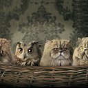 ���� Amina, ���� - ��������� 4 ������ 2015 � ������ ���� ����������