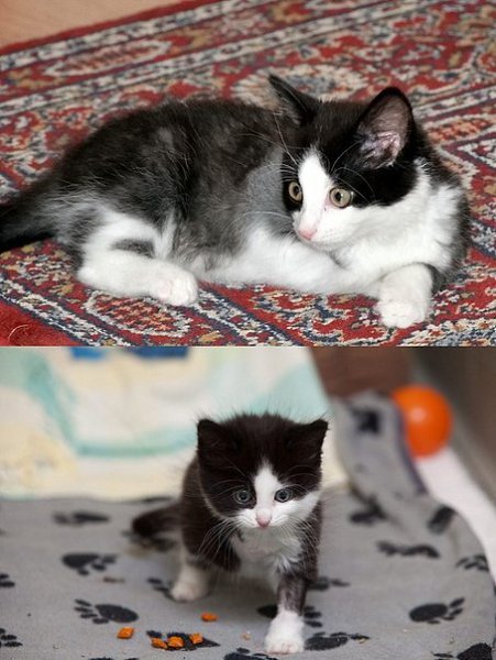 Котенок, который потерял лапку в мышеловке, но обрел любящих хозяев. Любопытство чуть не убило ... - 4