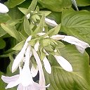  , , 58  -  25  2015     - 