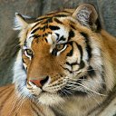  Elena....,  -  7  2015    