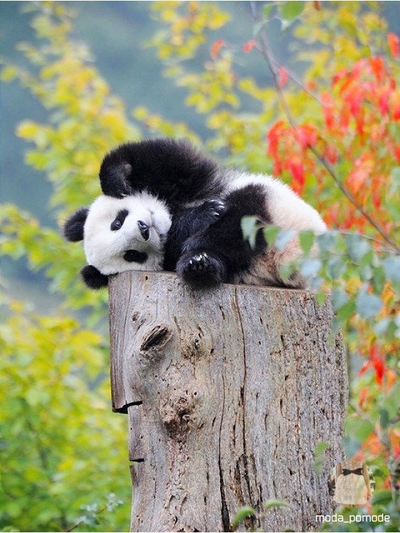    - 8  2015  01:33 - 5