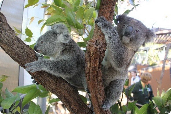 Taronga zoo. Зоопарк Таронга в Австралии. Зоопарк в Сиднее Австралия. Таронга Сидней. Зоопарк Таронга коалы.