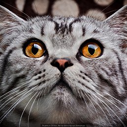 �����, ������������