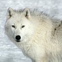 ���� ����, ������ ��������, 45 ��� - ��������� 11 ������ 2015 � ������ ������ ��������