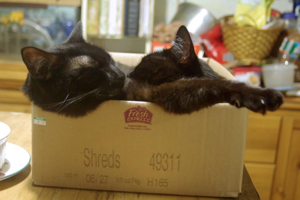 Два кота в коробке. Два котёнка в коробке. Кот в нескольких коробках. Коробочка два кота.