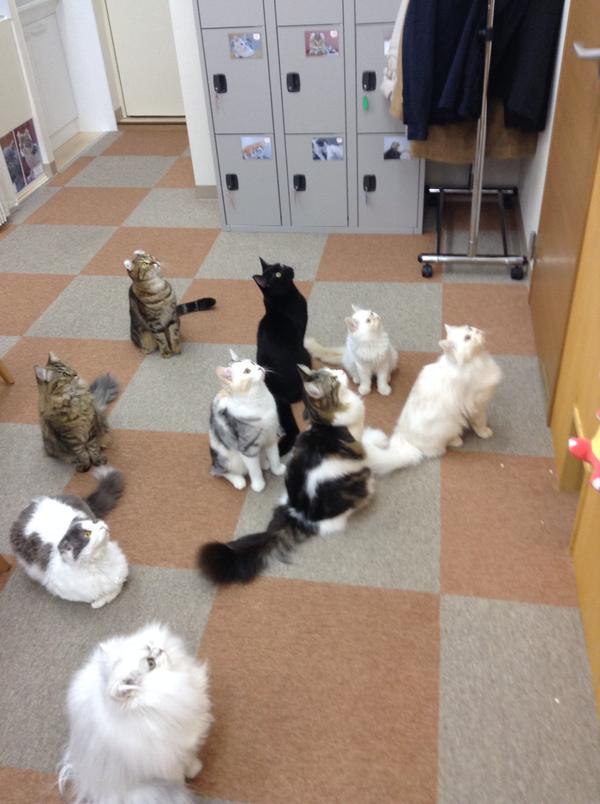 cat cafe - 2