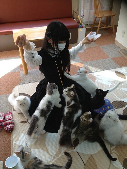 cat cafe