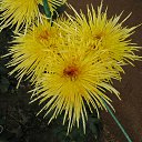 ���� ������. �� �����., ���� - ��������� 31 ������ 2015 � ������ ������ ��������