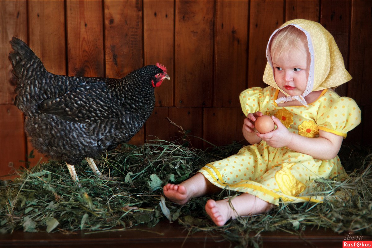 Дети кормят цыплят. Фотосессия с курами детская. Девушка с курочкой. Цыпленок девочка. Фотосессия с цыплятами.