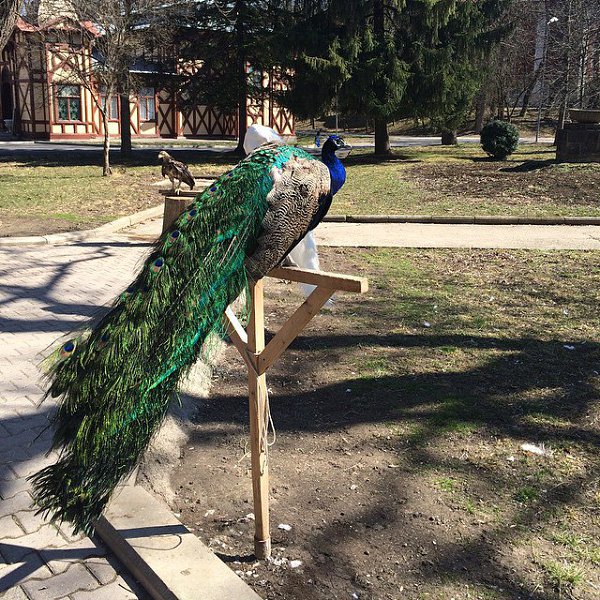 ����� �������� ��� ��������� � ���������� ������ 