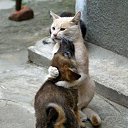 ���� ��������, ������, 54 ���� - ��������� 13 ������ 2015 � ������ ������ ��������