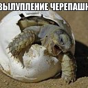 ���� ���������, ����, 48 ��� - ��������� 13 ������� 2015 � ������ ������ ��������