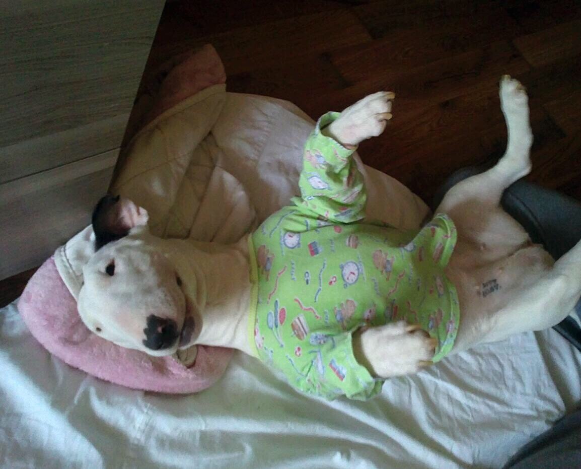 ОЧЕЛОВЕЧИВАНИЕ СОБАКИ.============================Вы когданибудь смотрели программу называется ...