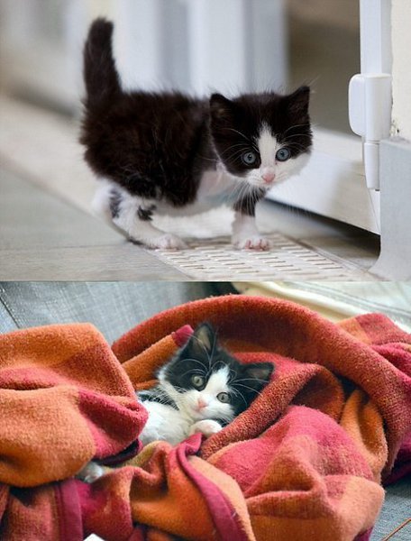 Котенок, который потерял лапку в мышеловке, но обрел любящих хозяев. Любопытство чуть не убило ... - 3