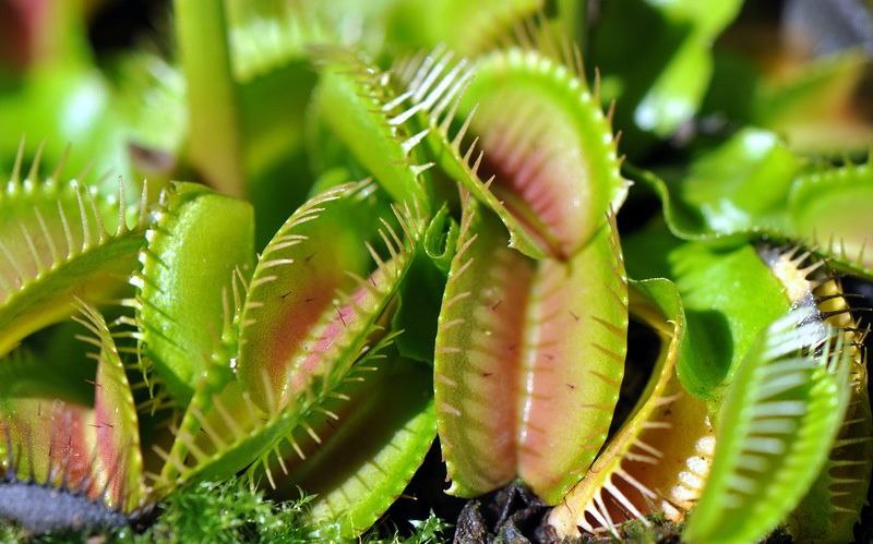   (Dionaea muscipula).     .  ...