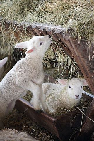     .   ,    ,    ! ... - 2